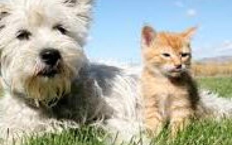 2023 Dog and Cat Licenses